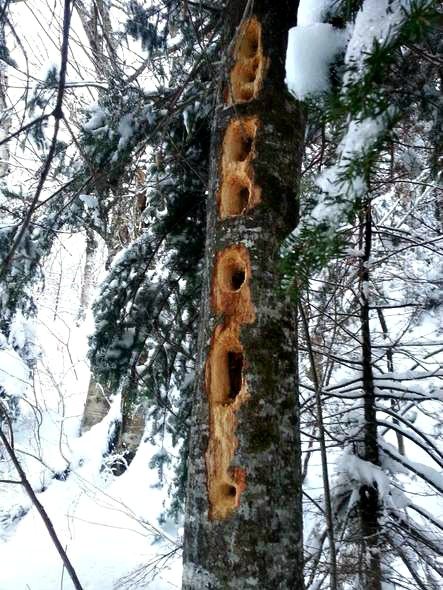 woodpecker holes