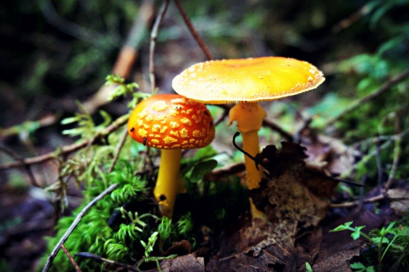 12-mushrooms