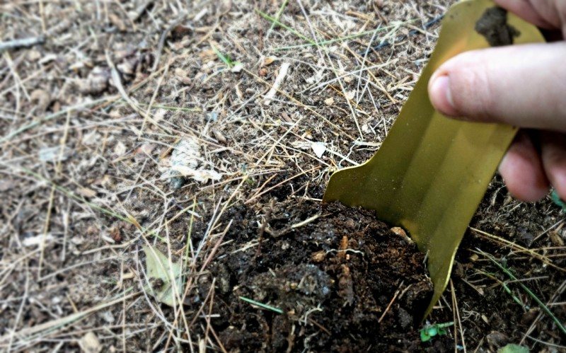 dig1