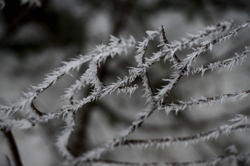 15-branches