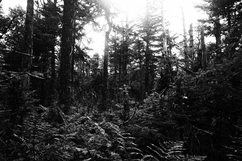 26-forest